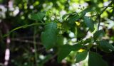 Euonymus europaeus