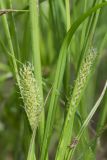 Carex vesicaria. Соцветия и части листьев. Кировская обл., окр. г. Кирово-Чепецк, долина р. Вятка, зарастающая лиственным мелколесьем. 18.06.2017.