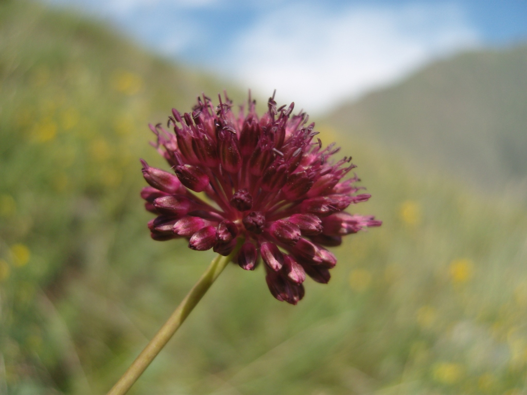 Image of Allium fuscoviolaceum specimen.