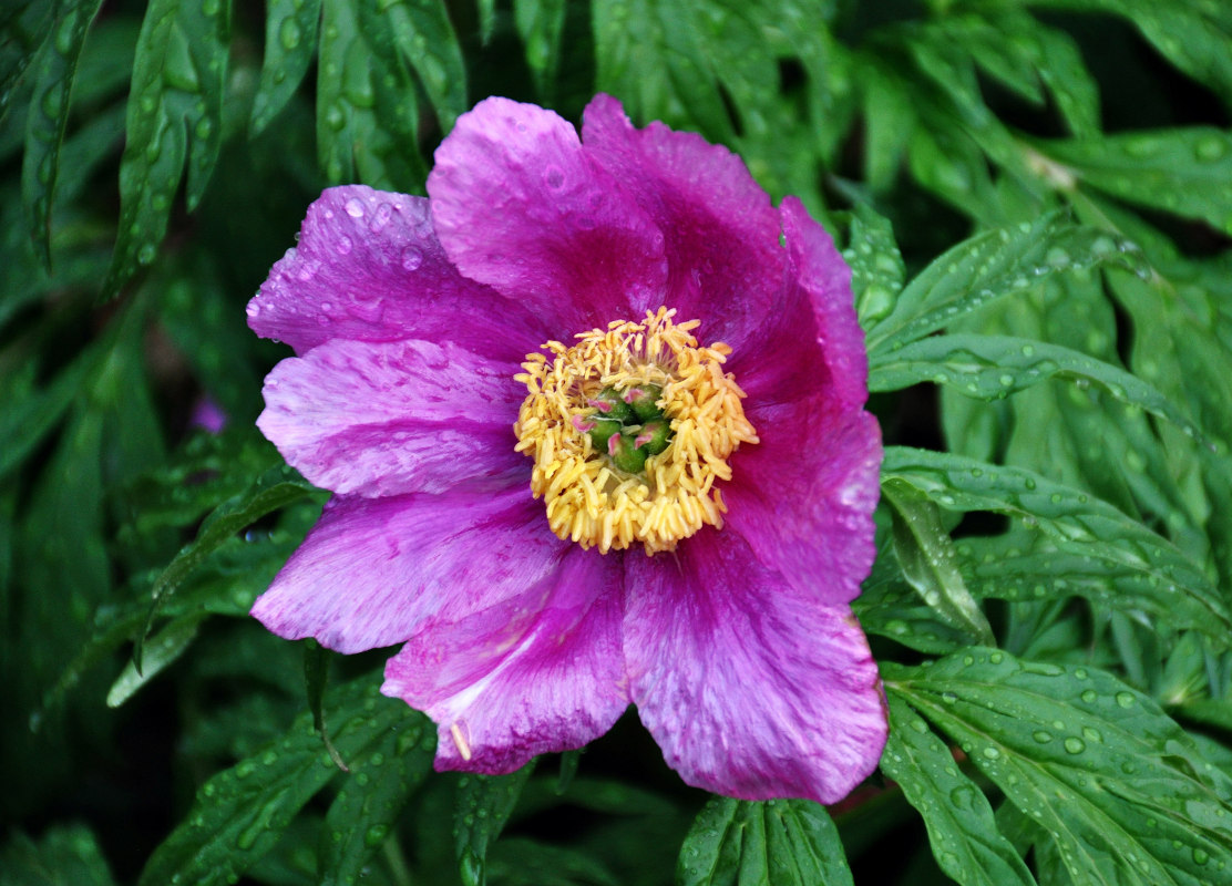 Изображение особи Paeonia anomala.