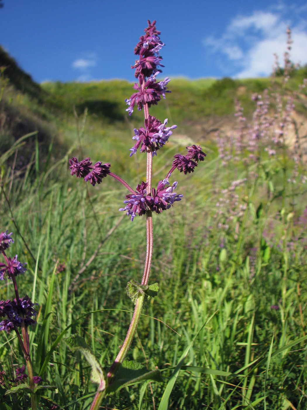 Изображение особи Salvia verticillata.