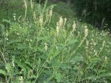 Astragalus falcatus