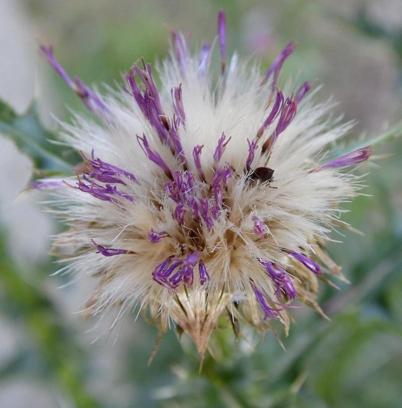 Изображение особи Carduus acanthoides.