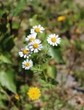 Pyrethrum parthenifolium