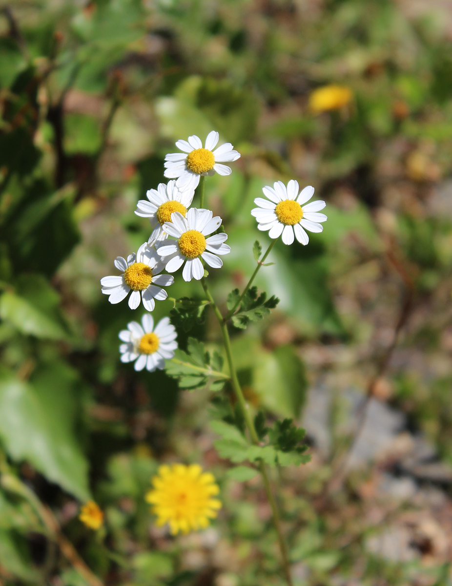 Image of Pyrethrum parthenifolium specimen.