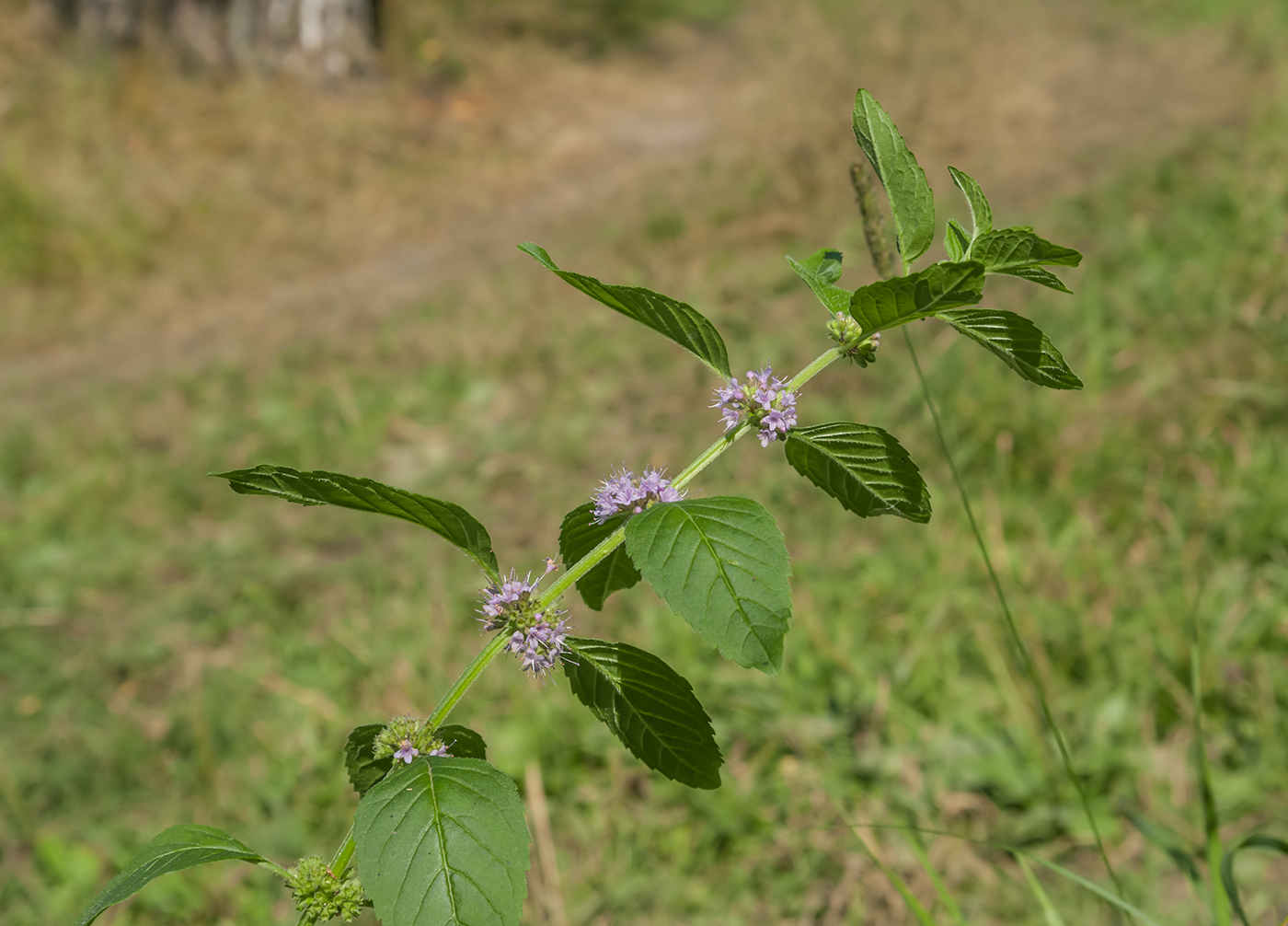 Изображение особи Mentha arvensis.