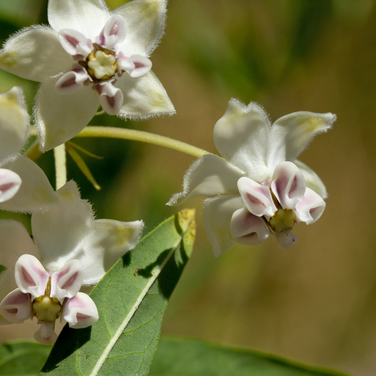 Изображение особи Gomphocarpus physocarpus.