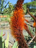 Aloe vryheidensis