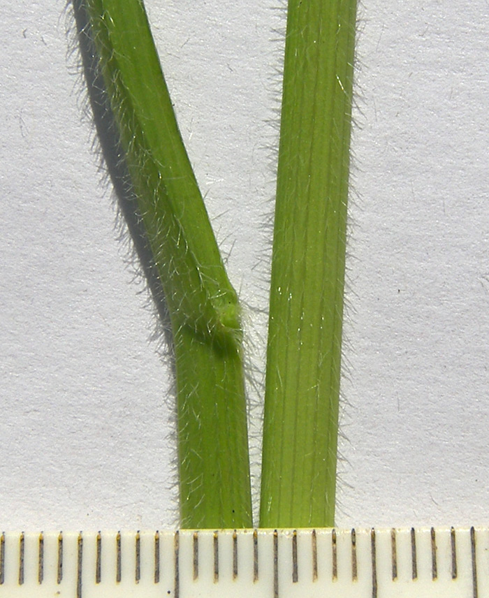 Image of Helictotrichon pubescens specimen.