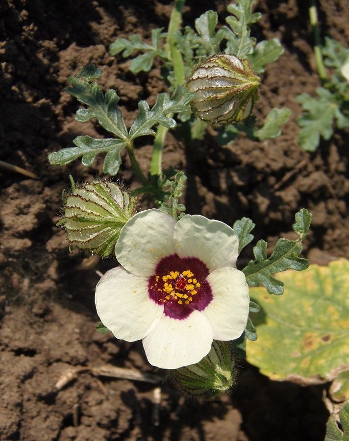 Изображение особи Hibiscus trionum.