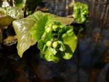 Caltha palustris