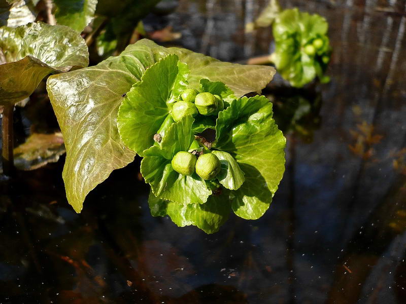 Image of Caltha palustris specimen.