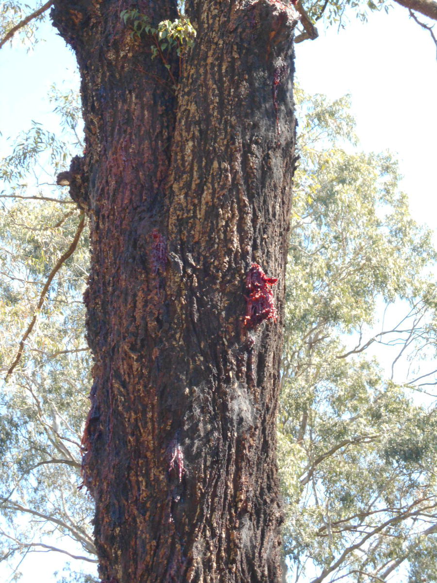 Image of Corymbia gummifera specimen.