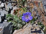 Geranium regelii. Цветок и завязь. Таджикистан, Фанские горы, перевал Алаудин, ≈ 3700 м н.у.м., каменистый сухой склон. 05.08.2017.