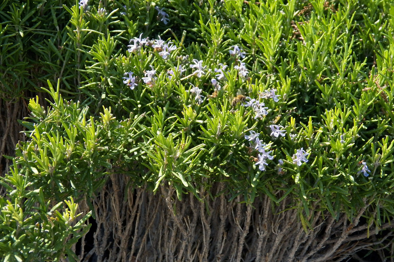 Изображение особи Rosmarinus officinalis.