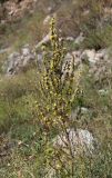 Verbascum lychnitis. Соцветие. Кабардино-Балкария, Эльбрусский р-н, окр. с. Нейтрино, ок. 1750 м н.у.м., каменистый луг. 26.08.2017.