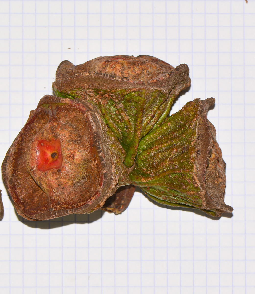 Image of Eucalyptus erythrocorys specimen.