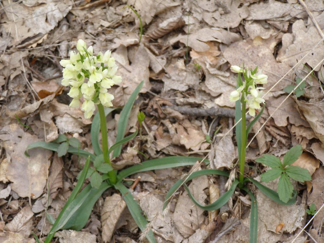 Изображение особи Dactylorhiza romana.