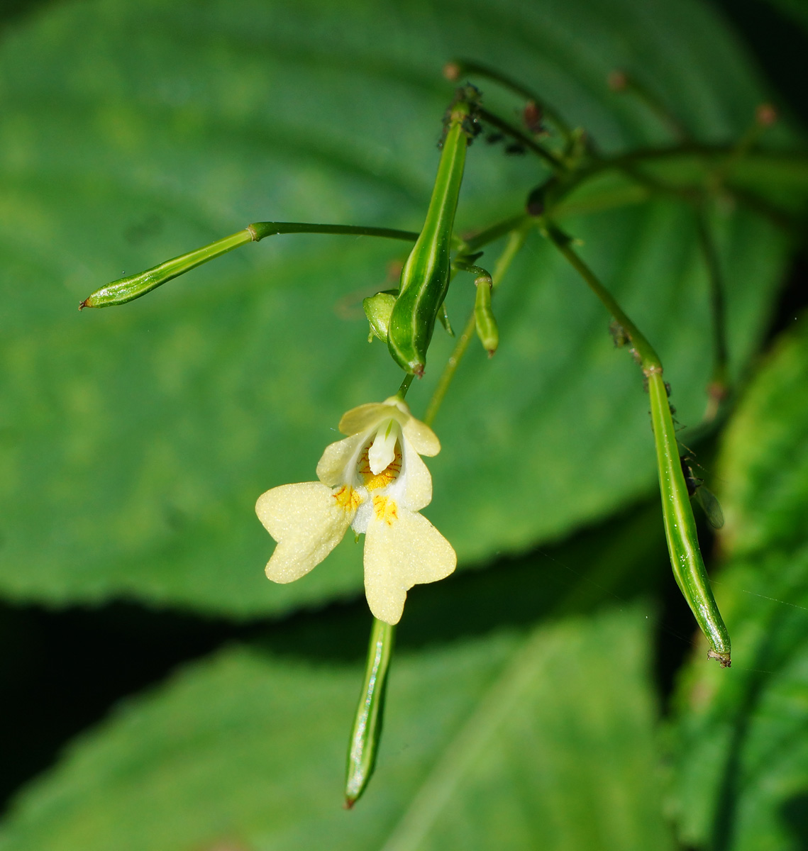 Image of Impatiens parviflora specimen.