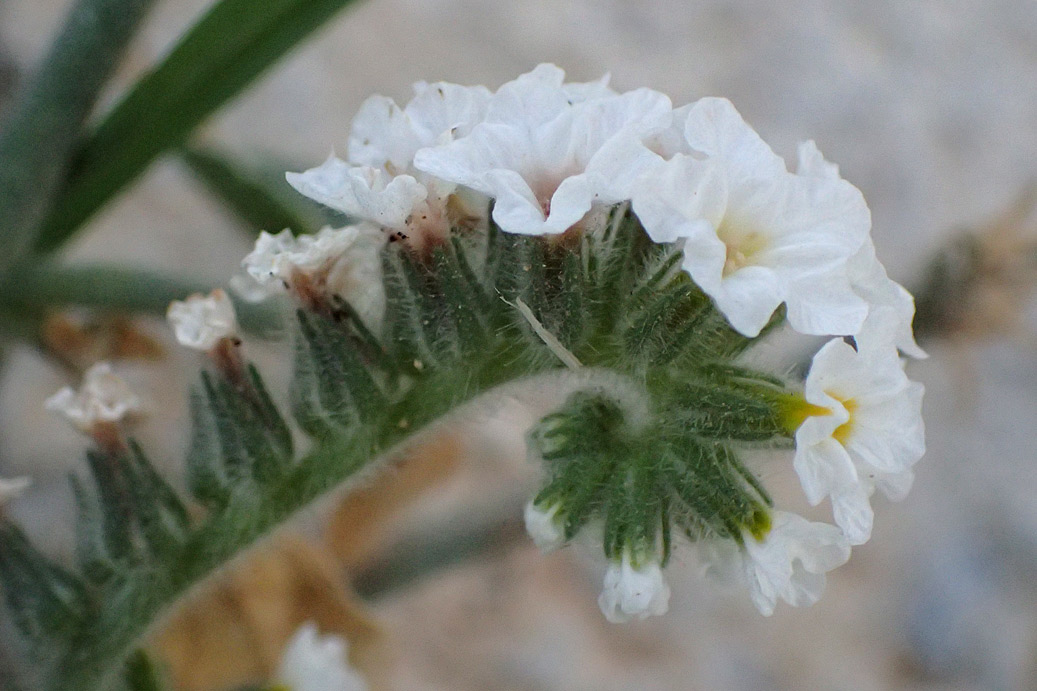 Image of Heliotropium suaveolens specimen.