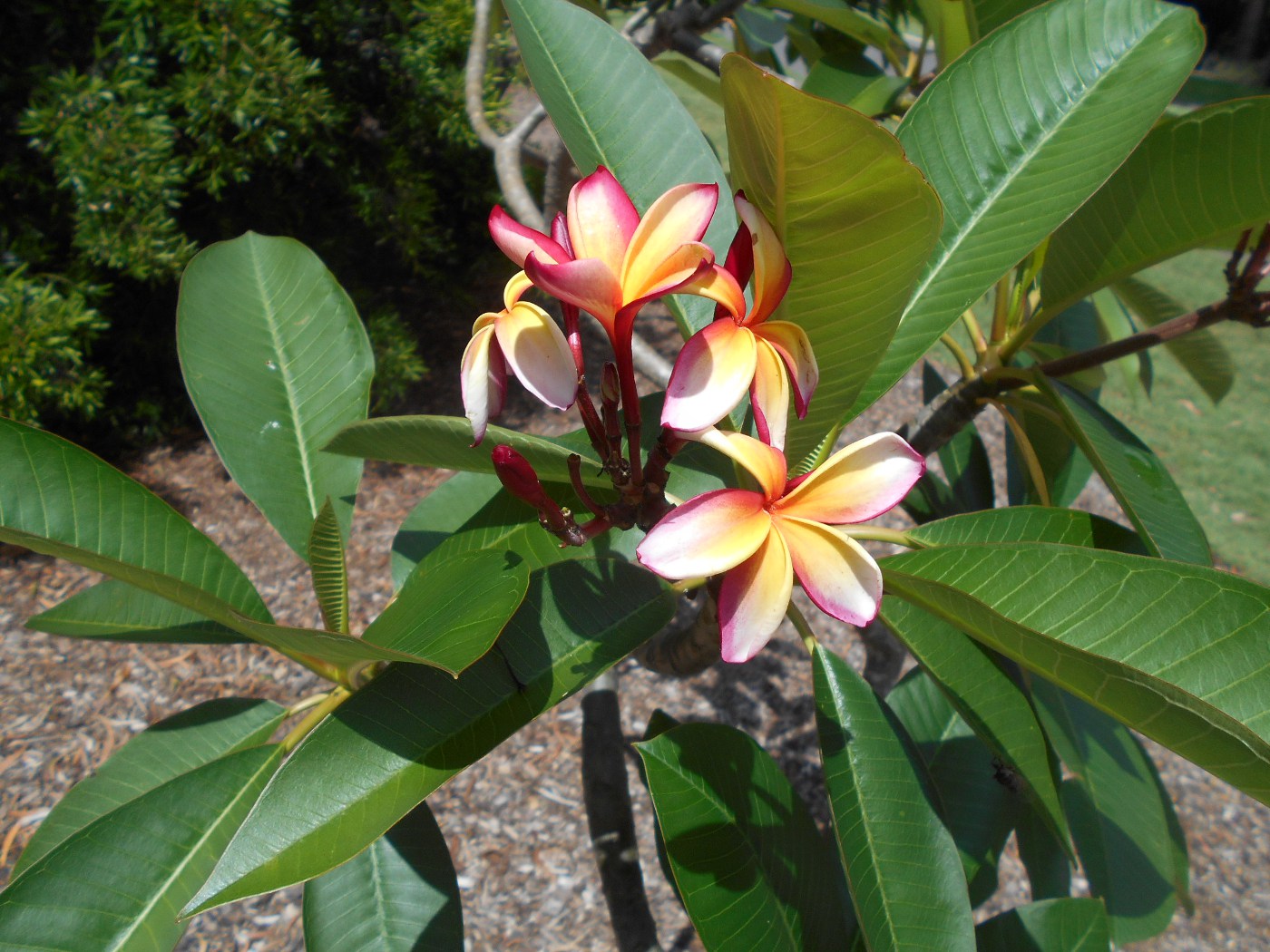 Изображение особи Plumeria rubra.