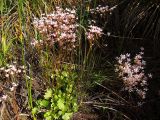 Micranthes nudicaulis