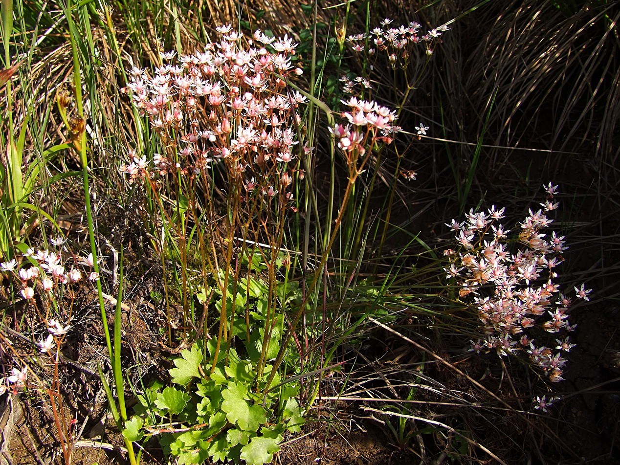 Изображение особи Micranthes nudicaulis.