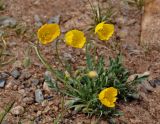 Papaver rubro-aurantiacum. Цветущее растение. Монголия, аймак Уверхангай, восточные отроги хребта Хангай, верховья р. Улаан-Гол, ≈ 2000 м н.у.м., каменистый сухой склон. 03.06.2017.