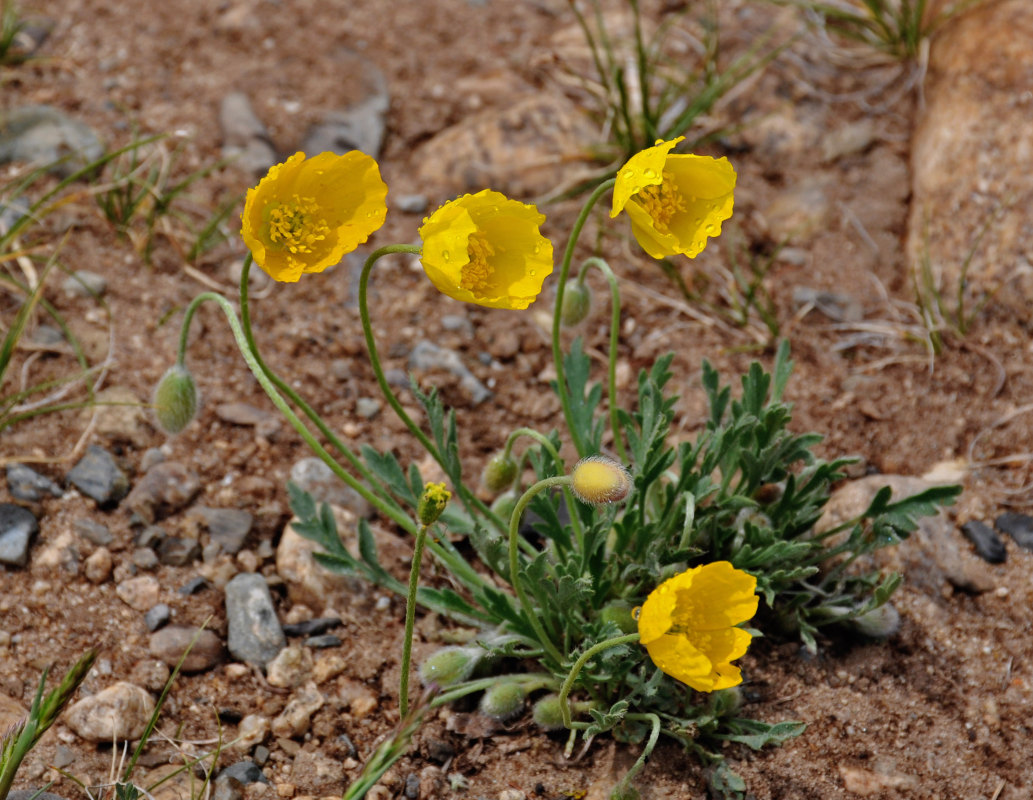 Image of Papaver rubro-aurantiacum specimen.