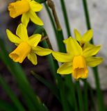 genus Narcissus