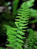 Woodsia caucasica. Верхушка вайи. Адыгея, окр. пос. Каменномостский, долина р. Руфабго, буковый лес на берегу реки, на замшелой скале. 03.07.2017.