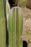 Pachycereus marginatus