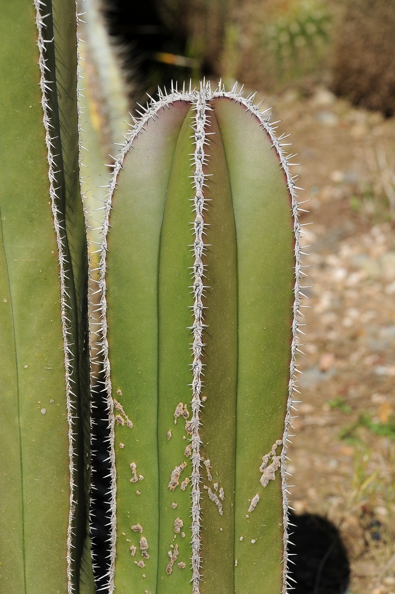 Image of Pachycereus marginatus specimen.