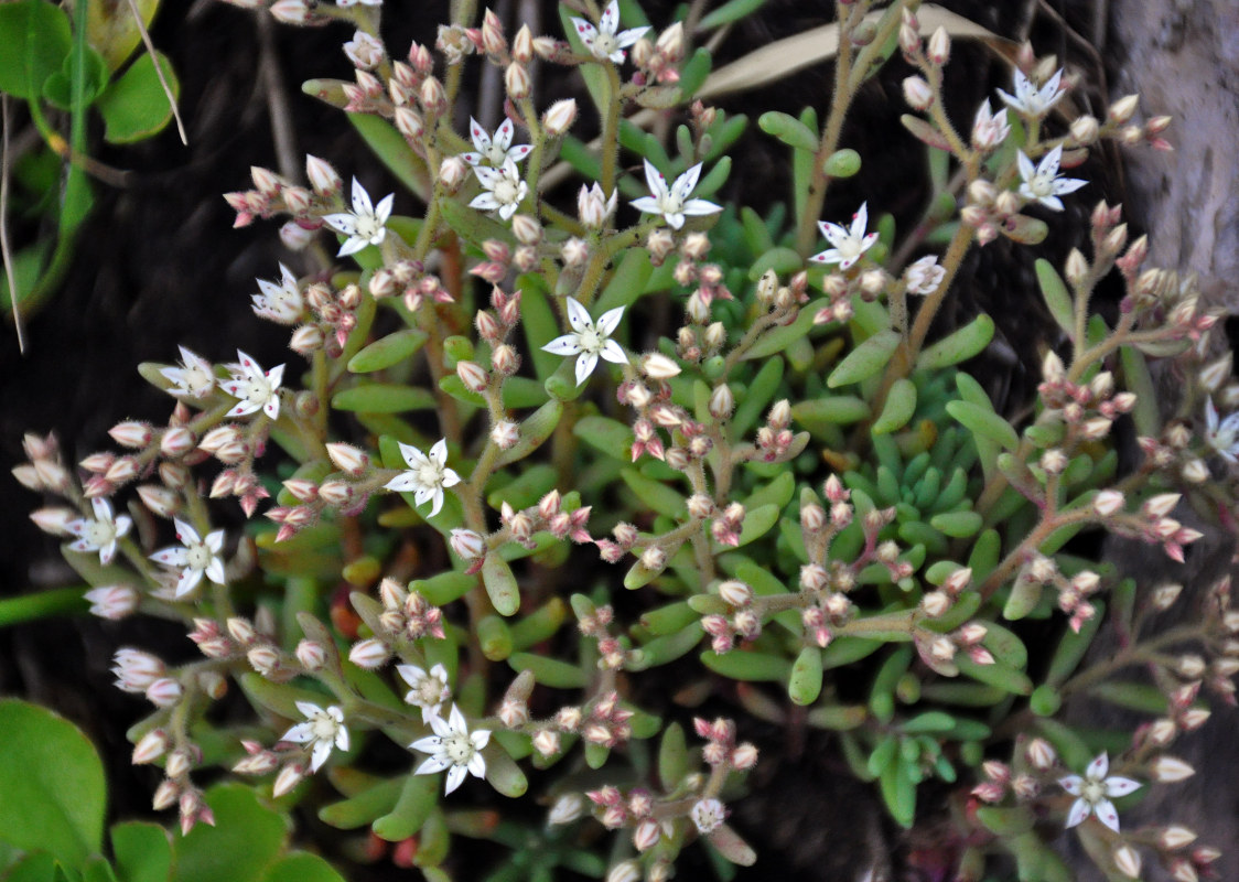 Image of Sedum pallidum specimen.