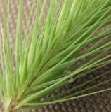 Hordeum geniculatum