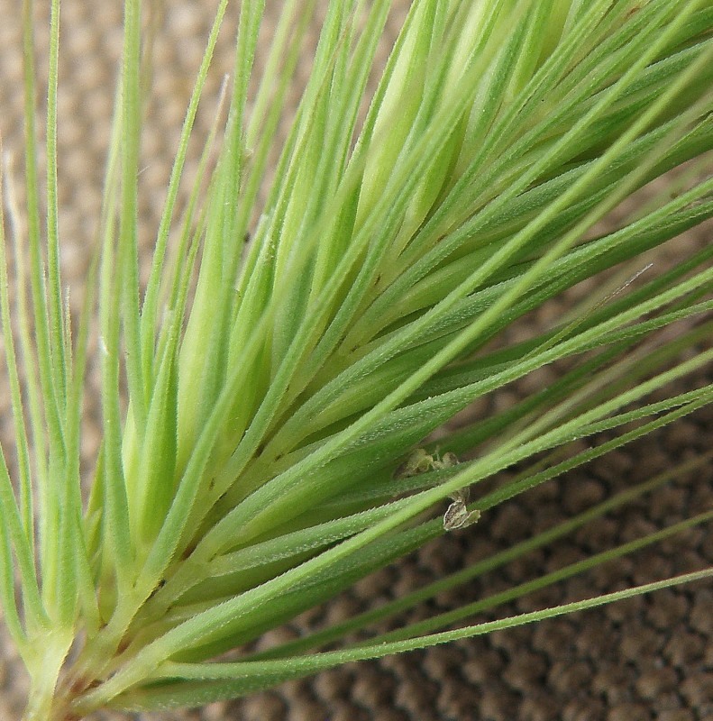 Изображение особи Hordeum geniculatum.