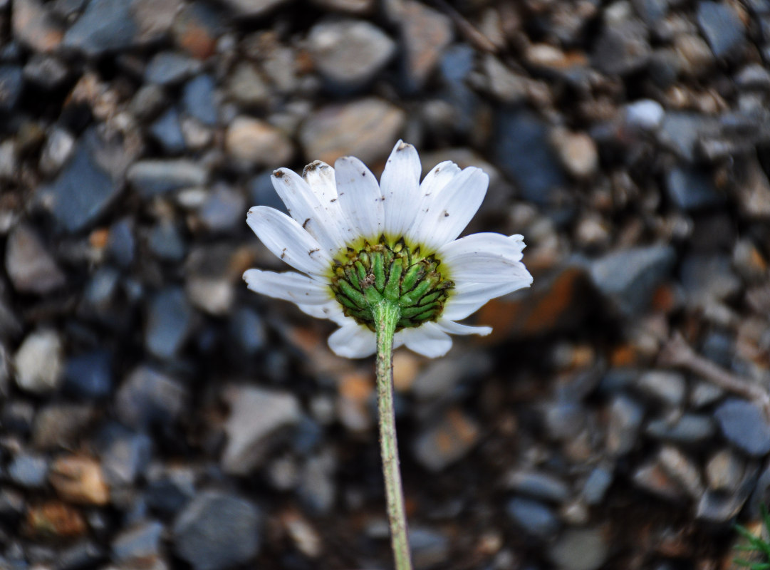 Изображение особи Tripleurospermum caucasicum.