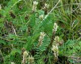 Astragalus inopinatus