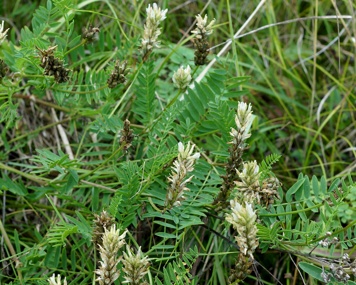 Изображение особи Astragalus inopinatus.