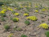 Alyssum lenense. Цветущие растения. Иркутская обл., оз. Байкал, о. Ольхон, мыс Хобой, степь. 09.06.2017.