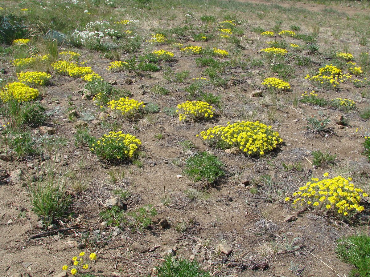 Image of Alyssum lenense specimen.