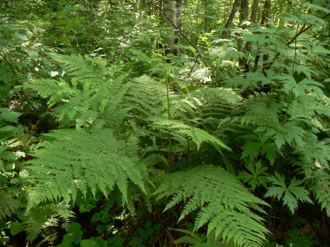 Изображение особи Athyrium monomachii.