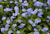 genus Myosotis