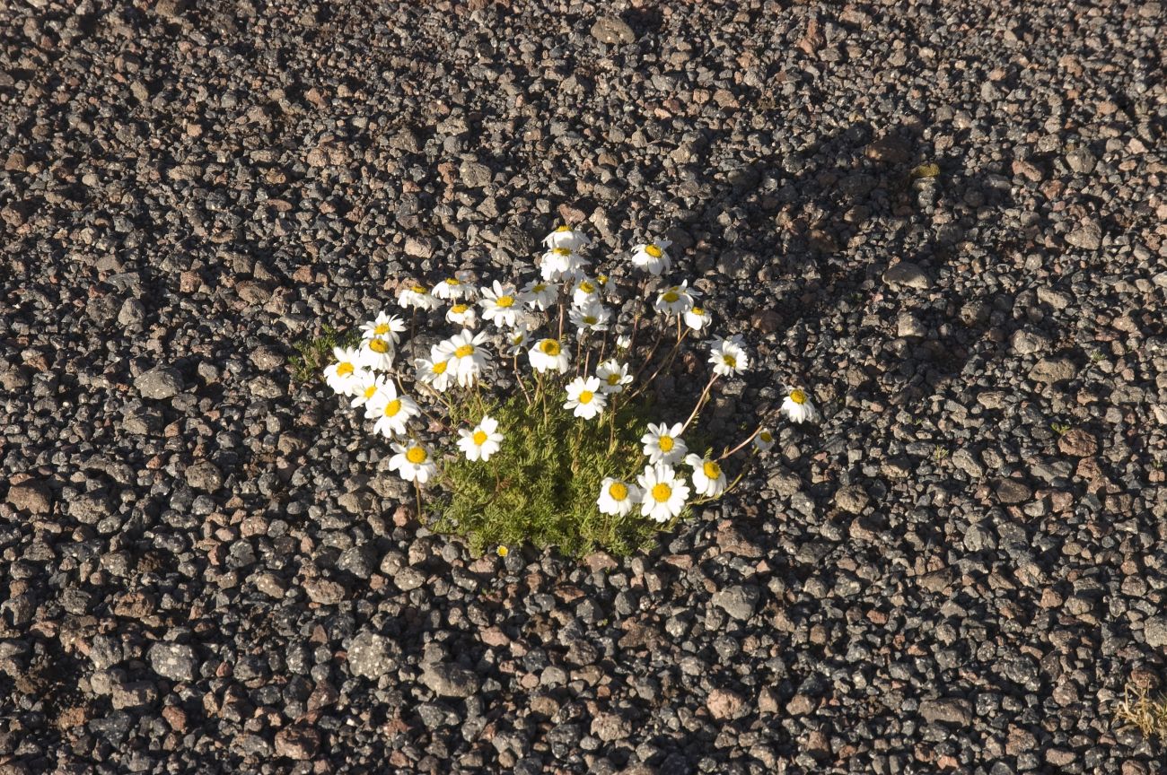 Изображение особи Anthemis iberica.