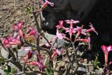 Adenium obesum