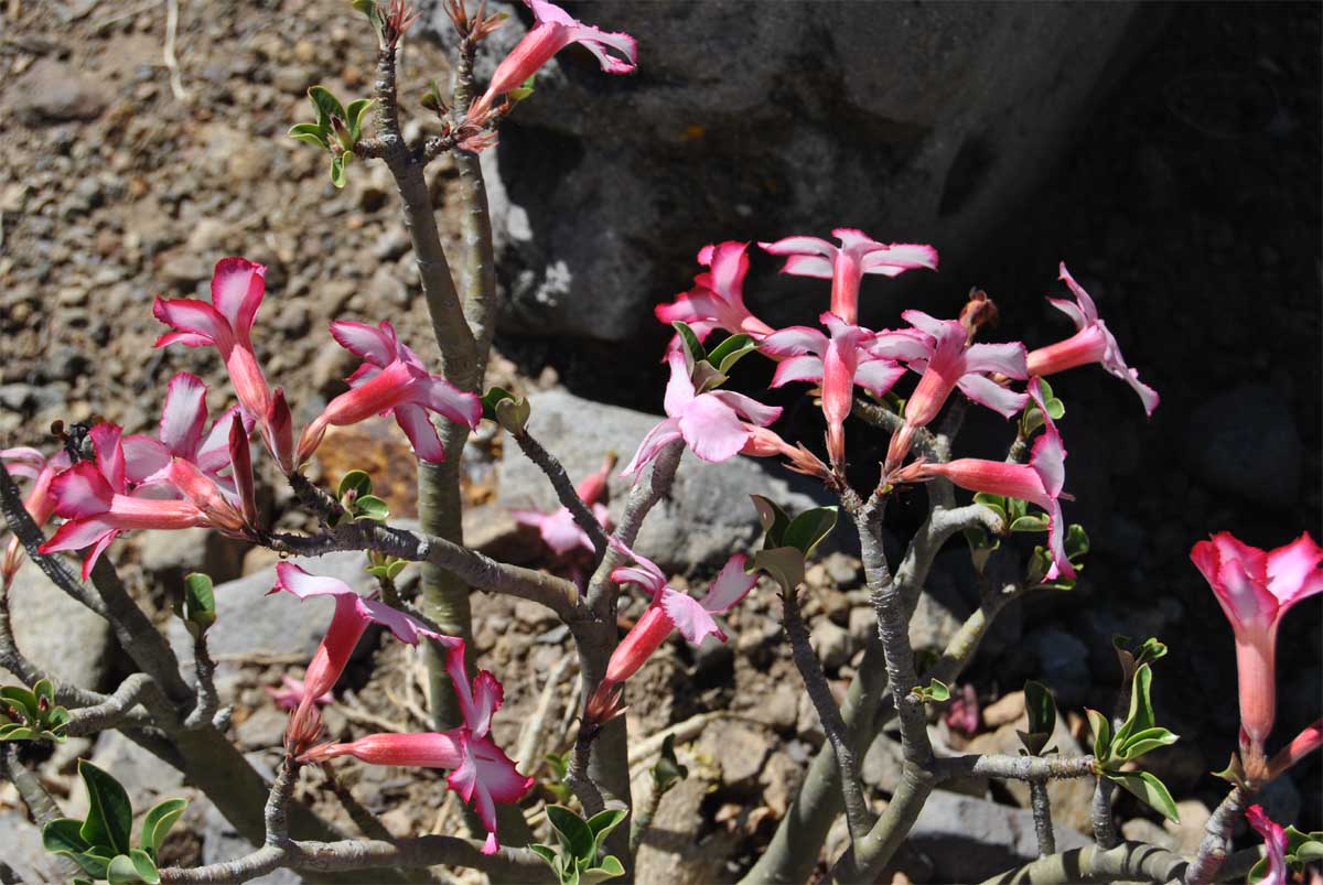 Image of Adenium obesum specimen.