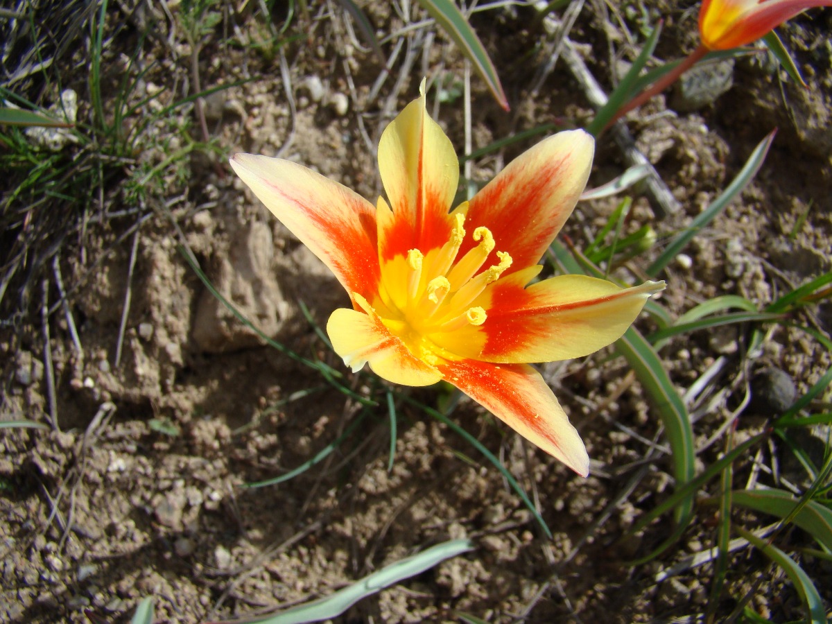 Изображение особи Tulipa kaufmanniana.