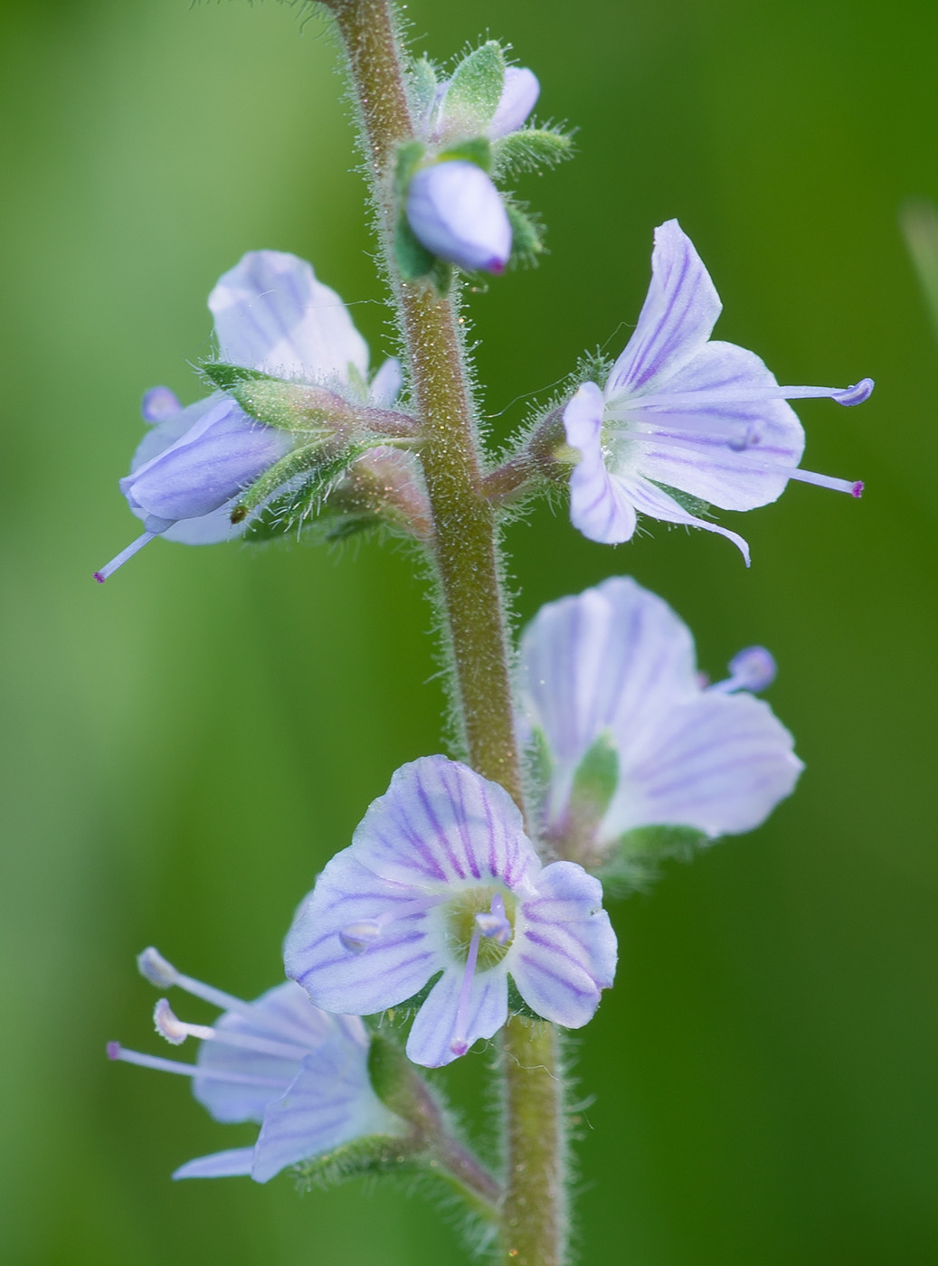 Image of Veronica officinalis specimen.