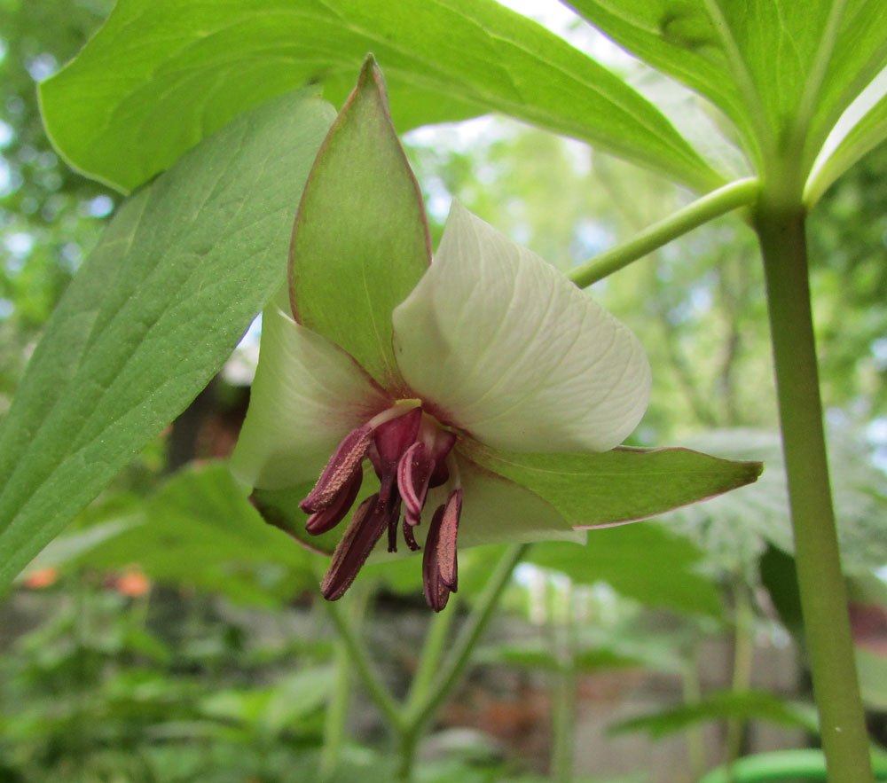 Image of Trillium rugelii specimen.