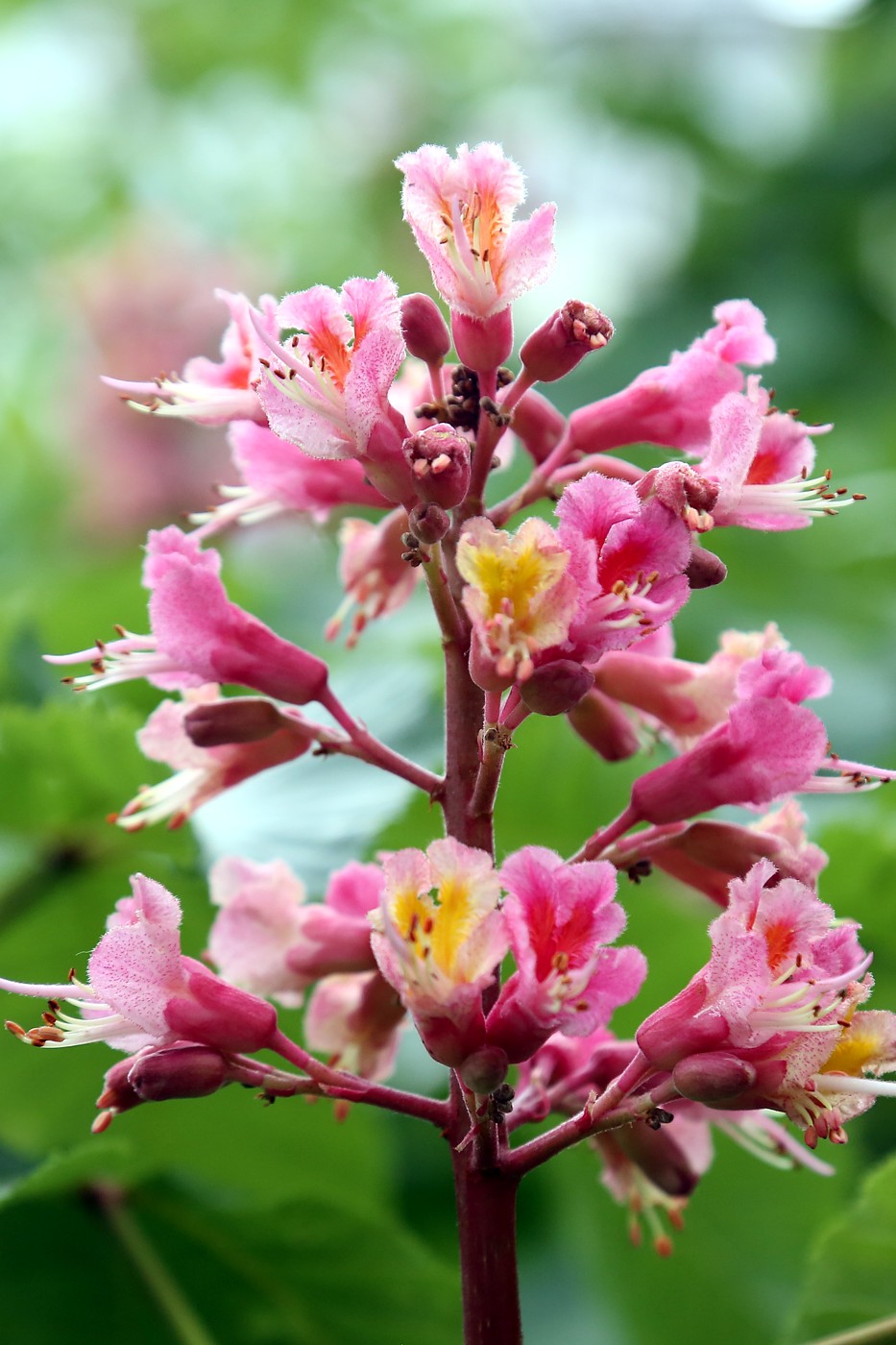 Image of Aesculus &times; carnea specimen.